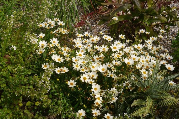 Coreopsis 'Star Cluster'